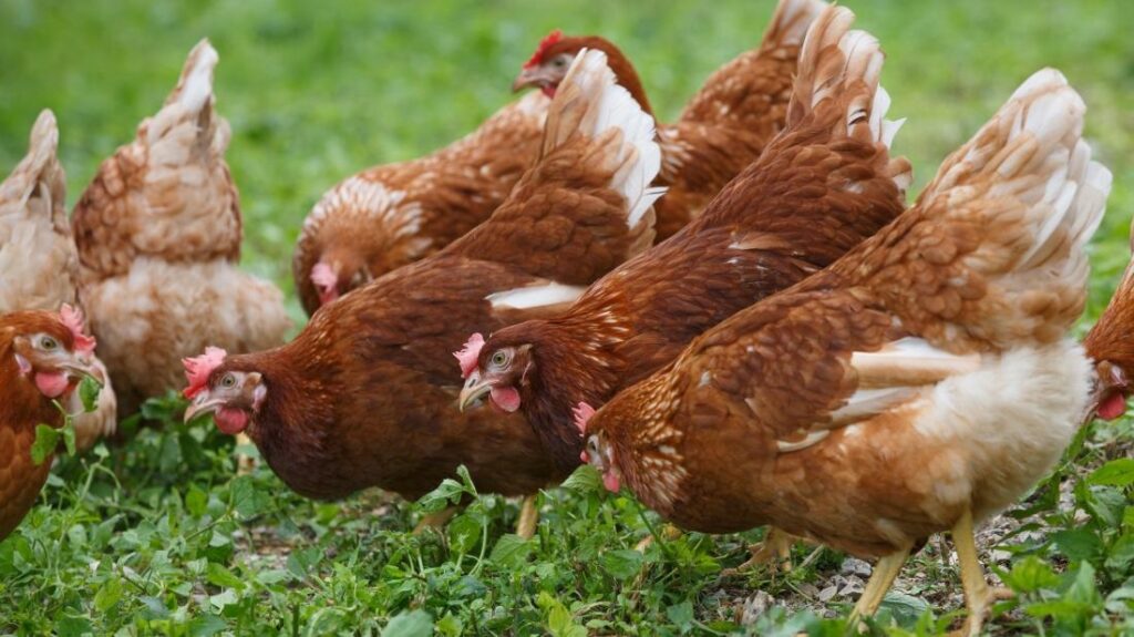 Uncover The easiest method to Boost The Chance Chickens Organic Lifestyle