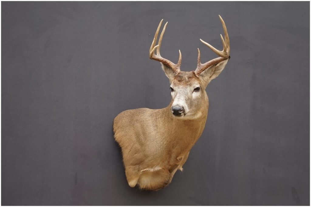 6 TIPS FOR TAXIDERMY CARE AND MAINTENANCE