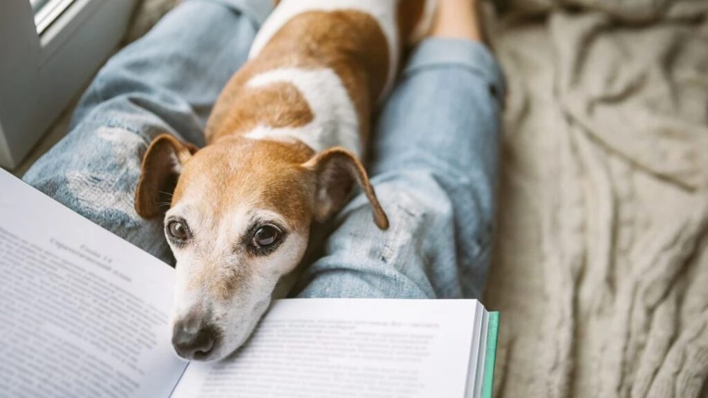 Senior Dog Energy Boost Up: How Can It Be Possible?