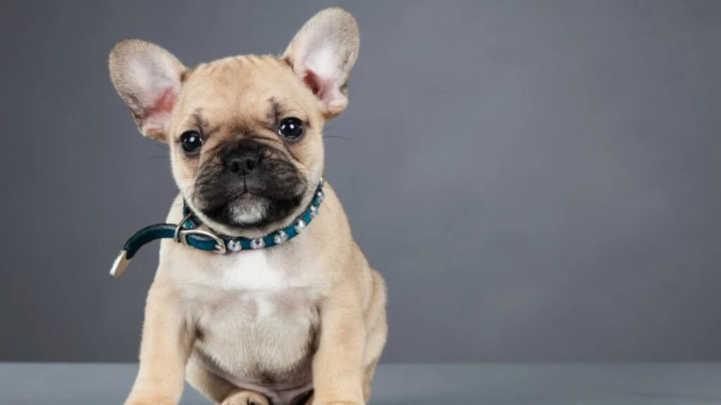 What is the origin of the French bulldog dog?