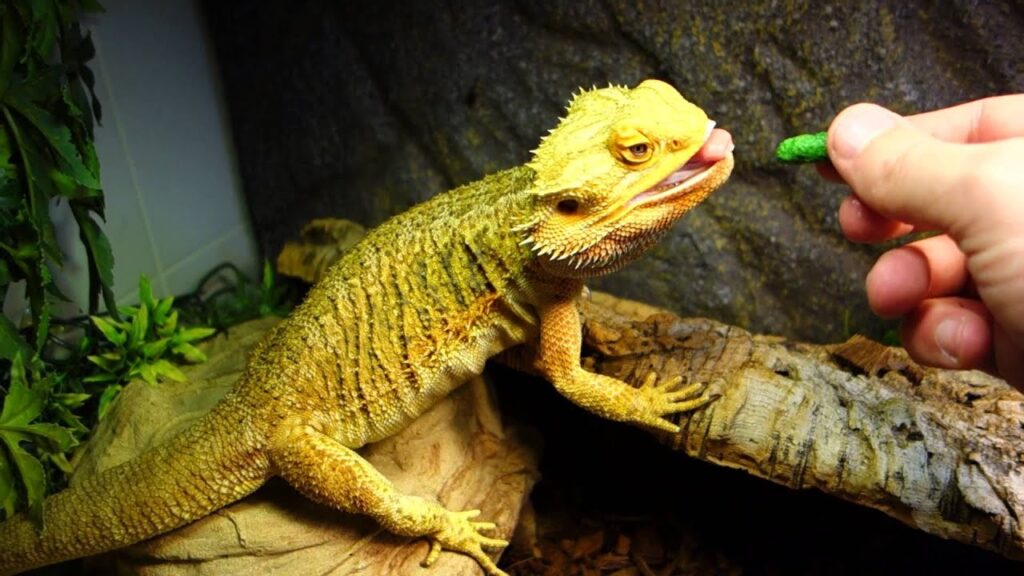 Bearded Dragon Guide for Care and Feeding