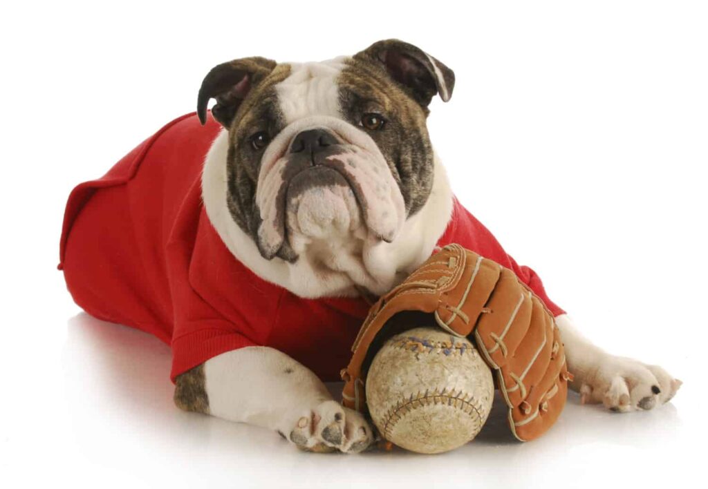 Matt Davies Harmony Communities Explores MLB Dog-Friendly Baseball Games