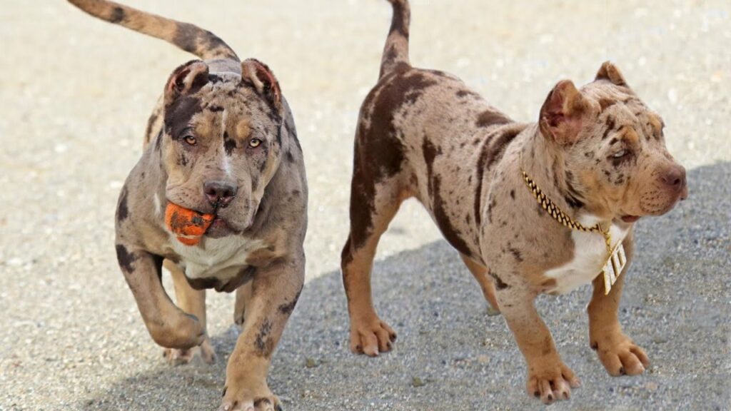 The Merle Pitbull- A Standout Canine That Is Making Waves in the Dog World
