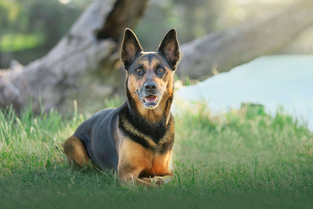 Few Reasons to Hire a Professional Dog Photographer for Creating Artwork for your Home