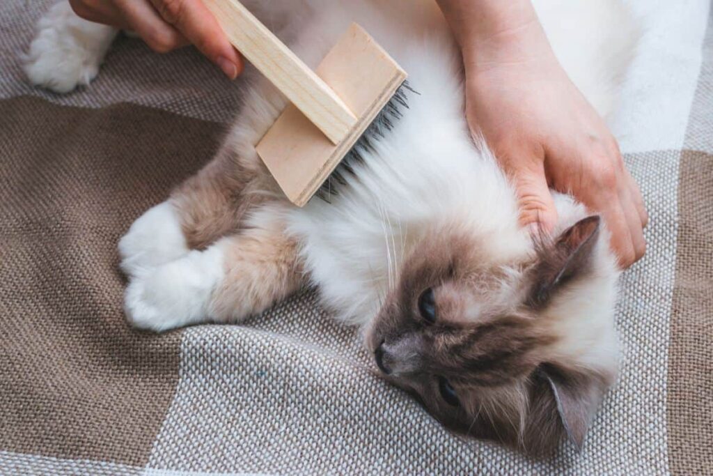 Cat Shedding 5 Easy Steps to Reduce It