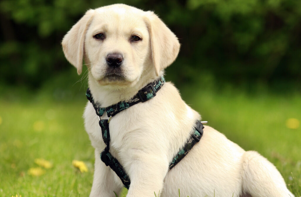 Why Do You Make Your Dog Wear Harness Rather Than a Collar Chain?