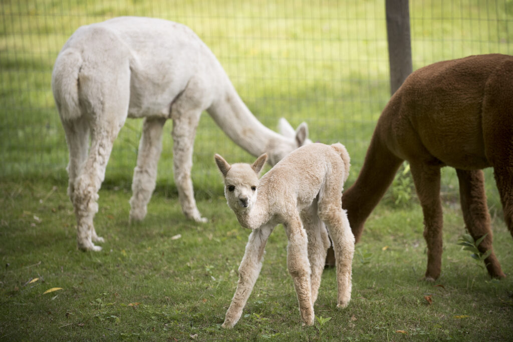 Alpacas for Sale: Finding Your Perfect Companion