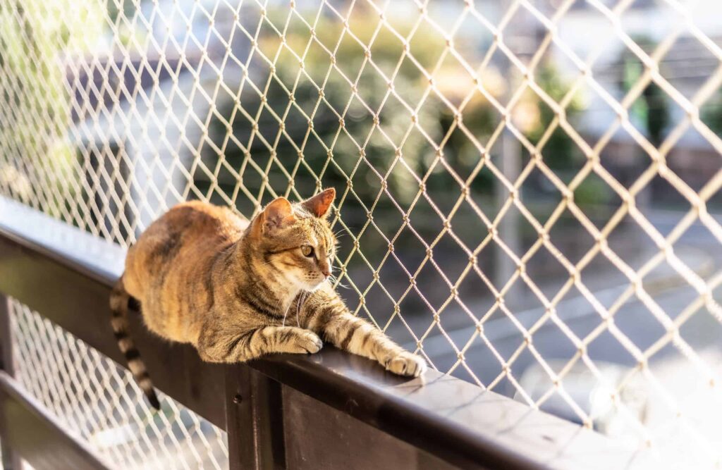 What You Need to Know About Cat-Proof Fences