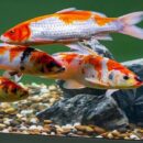 From-Pond-to-Eternity-The-Endless-Dance-of-Koi-Fish-Natural-Selection
