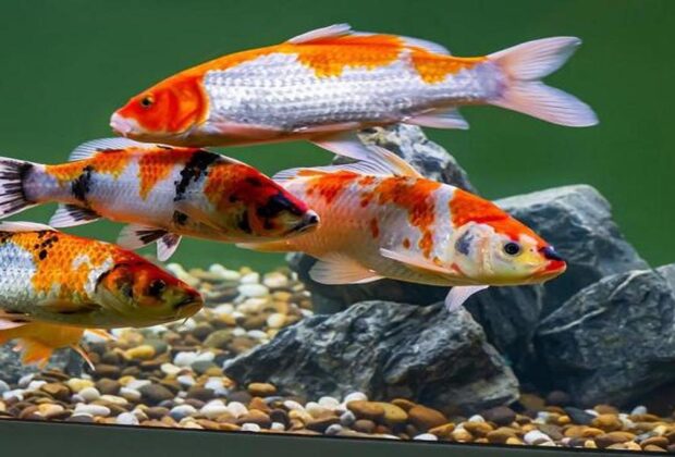 From-Pond-to-Eternity-The-Endless-Dance-of-Koi-Fish-Natural-Selection