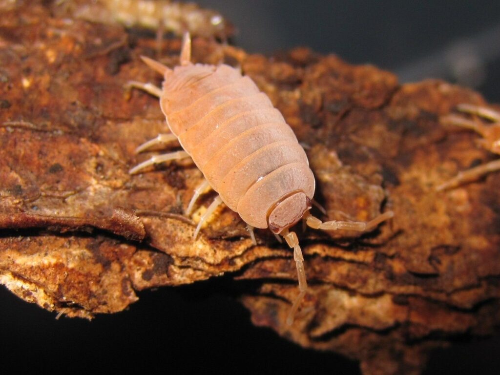 Porcellionides pruinosus, often known as Powder Orange Isopods