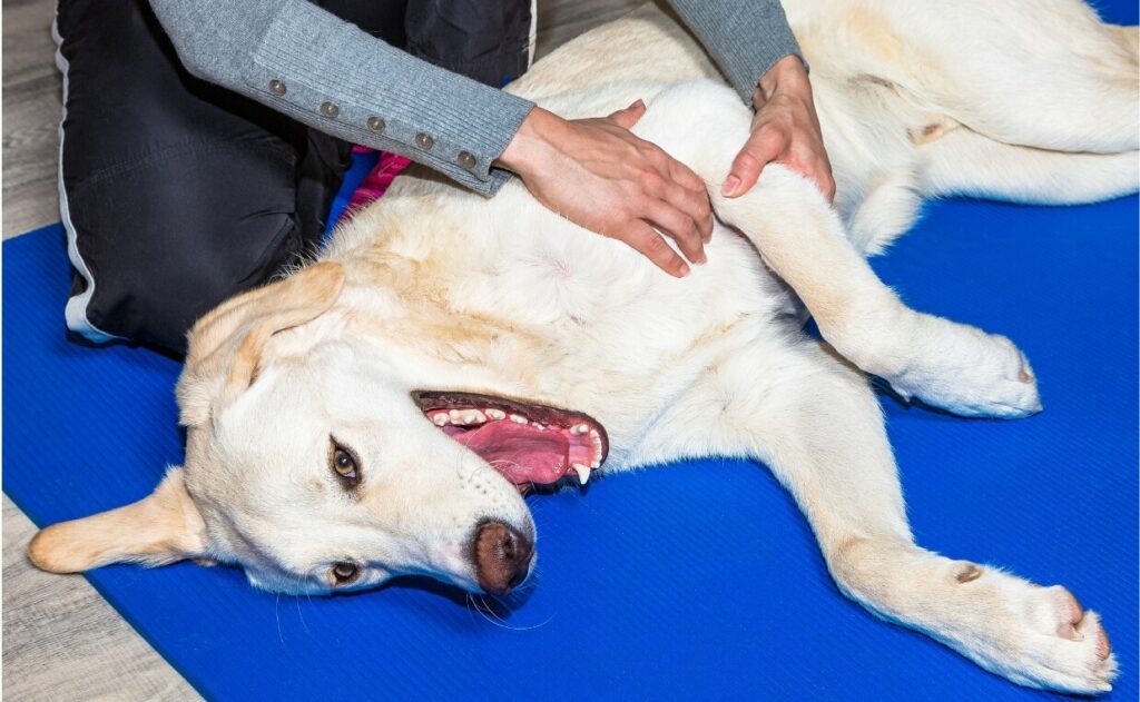 Inflammation in Dogs