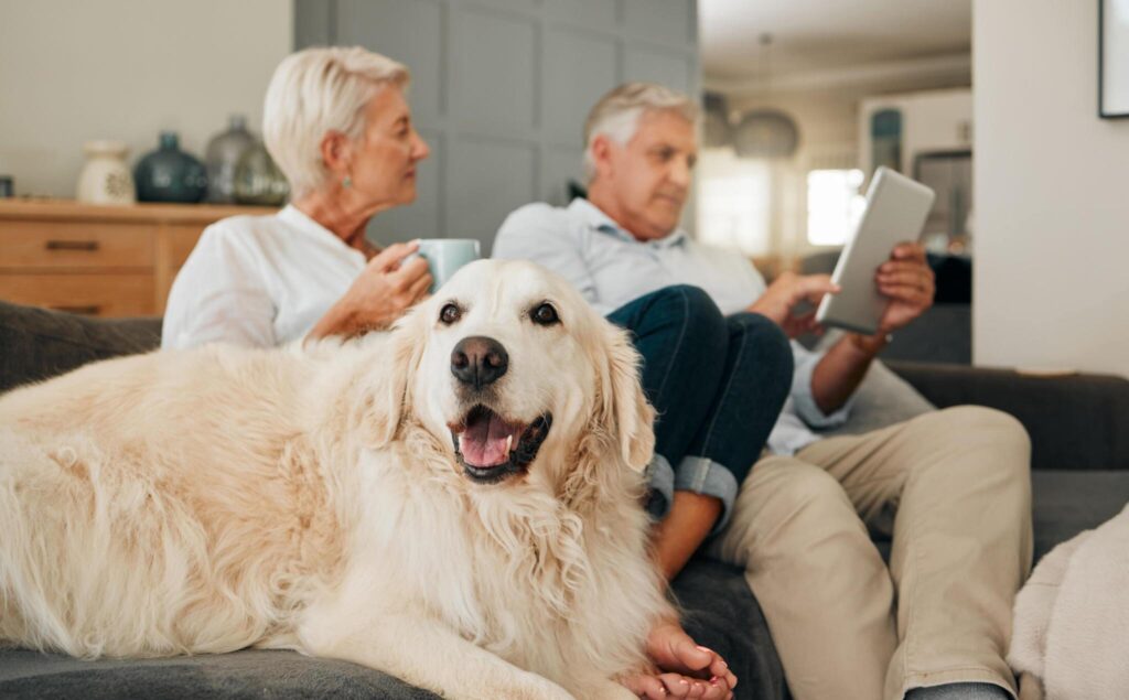 Golden Years Caring Tips for Your Aging Canine Companion