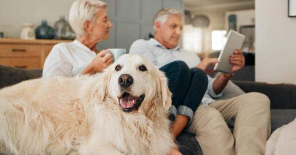 Golden Years Caring Tips for Your Aging Canine Companion - Pet Chicks