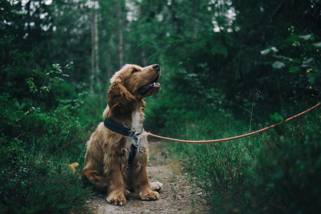 How to Foster Effective Canine Communication