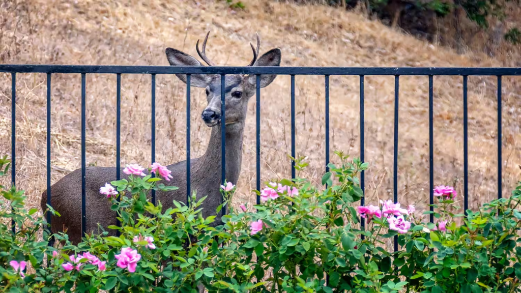 How to Design your Deer Fence