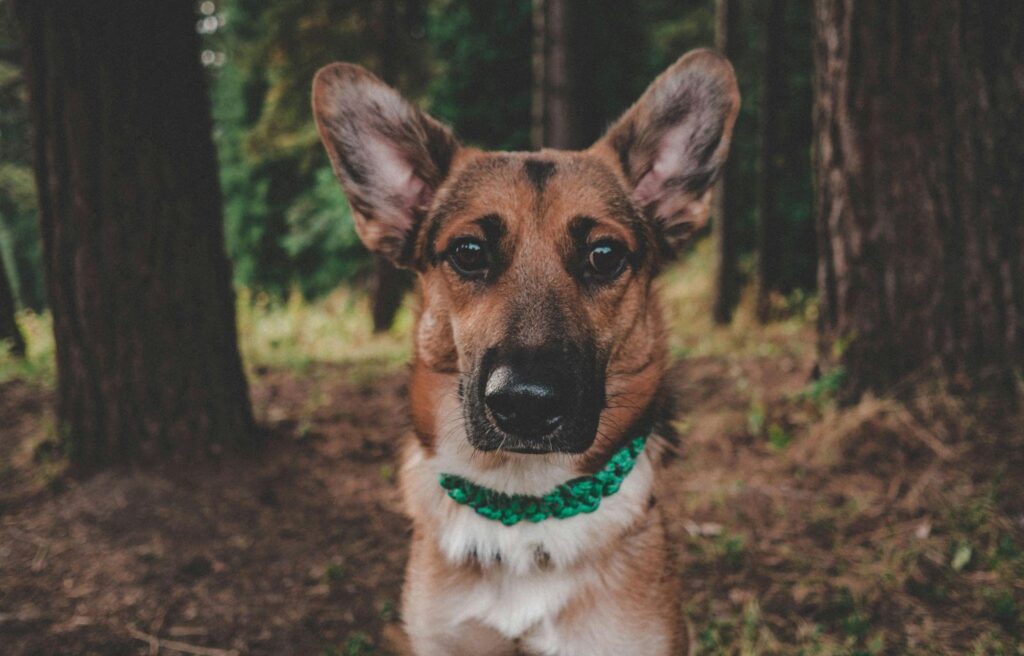 Discovering Your Perfect Puppy: From German Shepherds to Mini Bernedoodles