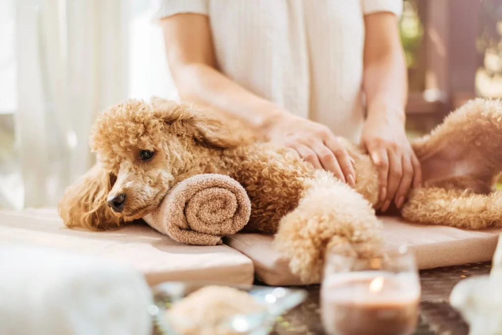 What is included in a Luxury Pet Grooming Session?