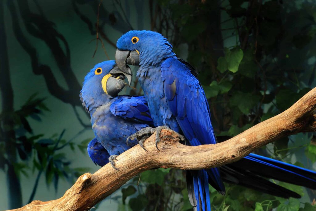 Why are The Glaceous Macaw and Hyancith Macaw So Alike