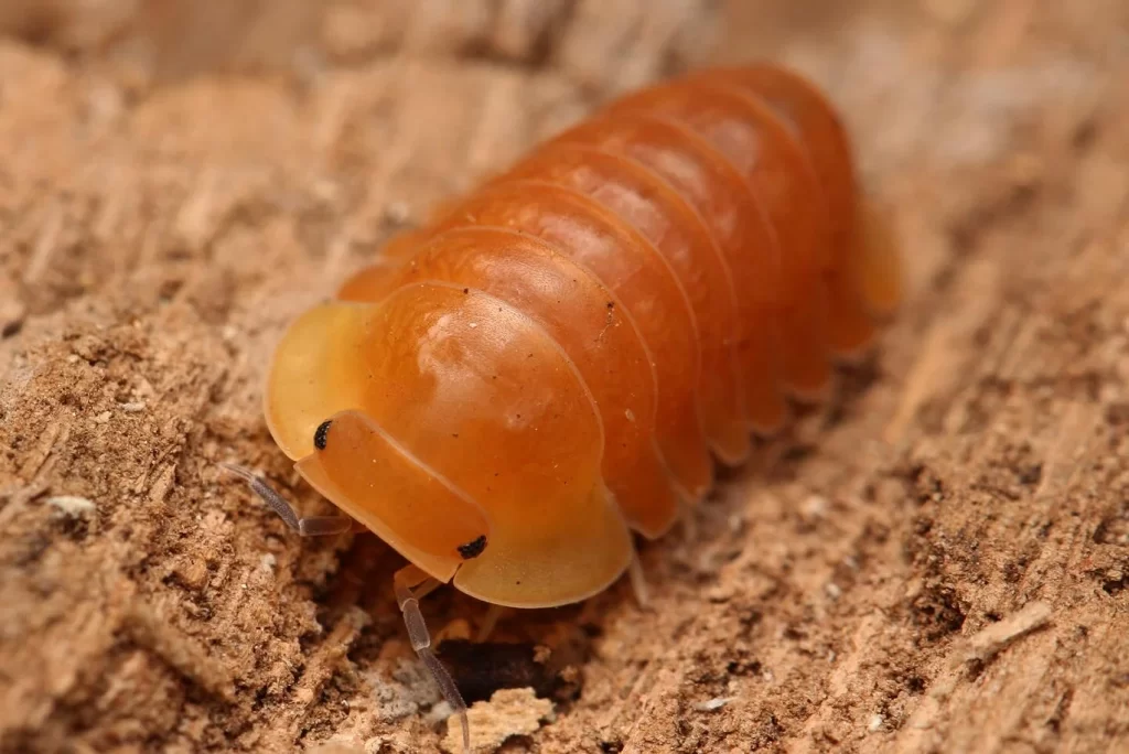 Rare and Beautiful: Unveiling Unique Species in the Cubaris Isopod Collection
