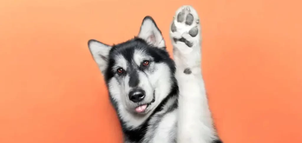 Spread Joy with Paw Print Kits: The Perfect Gift for Pet Lovers