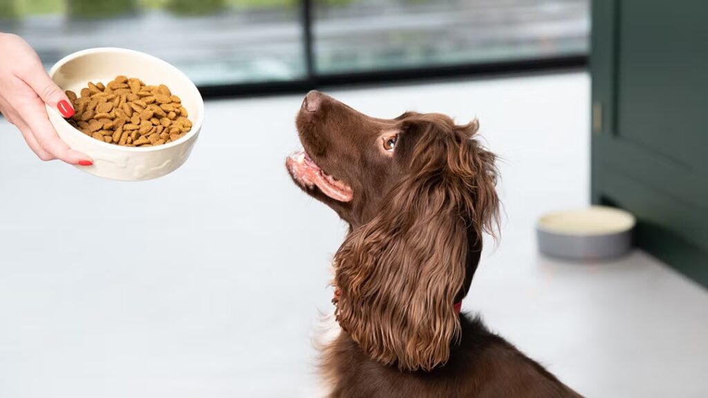 Guide to Raising a Chill Puppy in a Hectic World