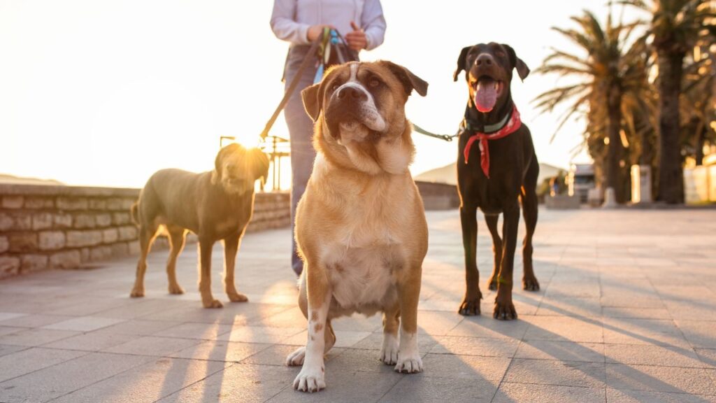 Choosing the Right Pet Resort: Key Factors to Consider Before Booking