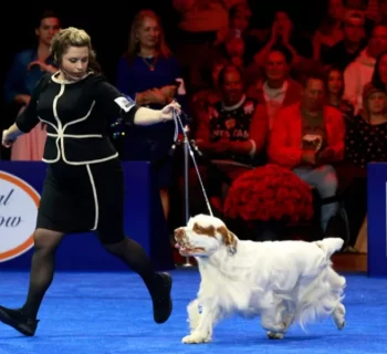 Role of Breed Standards in Dog Shows
