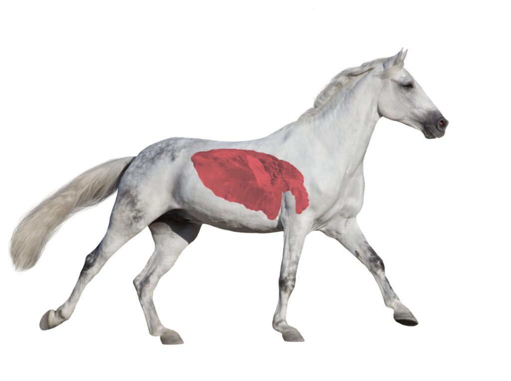 Navigating Equine Health: A Comprehensive Guide to Horse Lungs, Noses, and Care