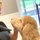 Pet Grooming