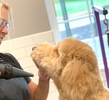 Pet Grooming