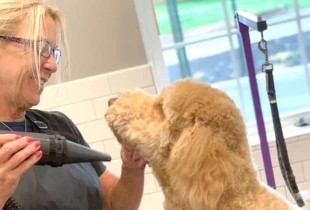 Pet Grooming
