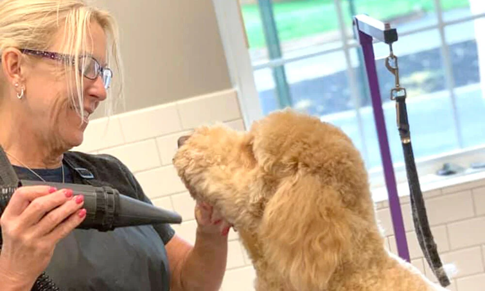 Pet Grooming
