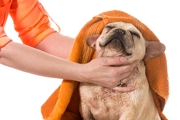  Pet Grooming
