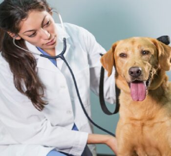 pet care