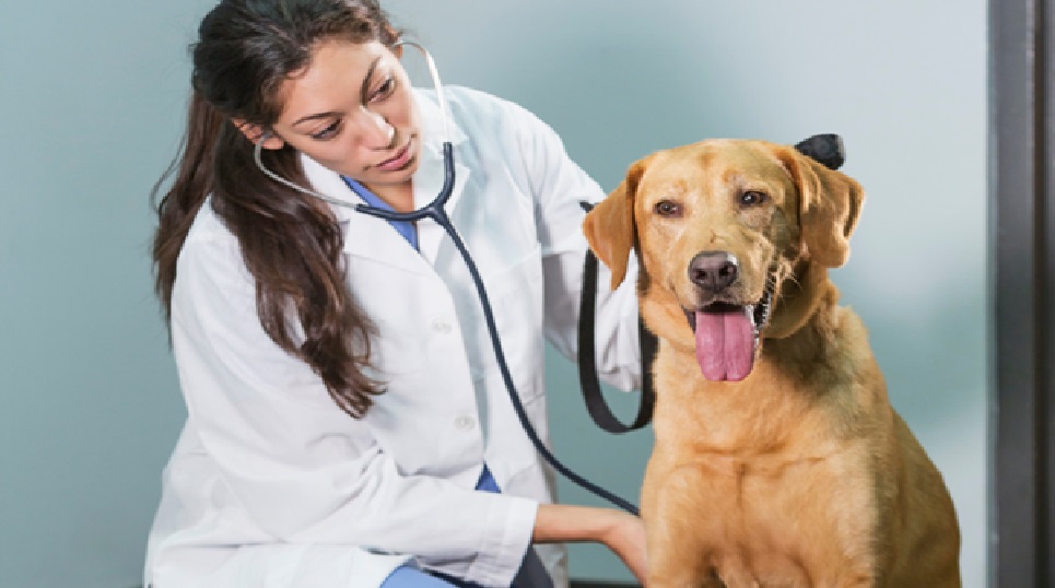 pet care