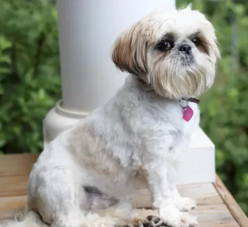 Shih Tzu puppies