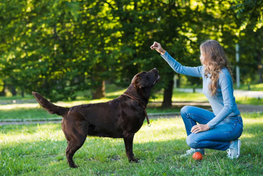 Why Early Training is Key: The Benefits of Puppy Training in a Big City Like Chicago