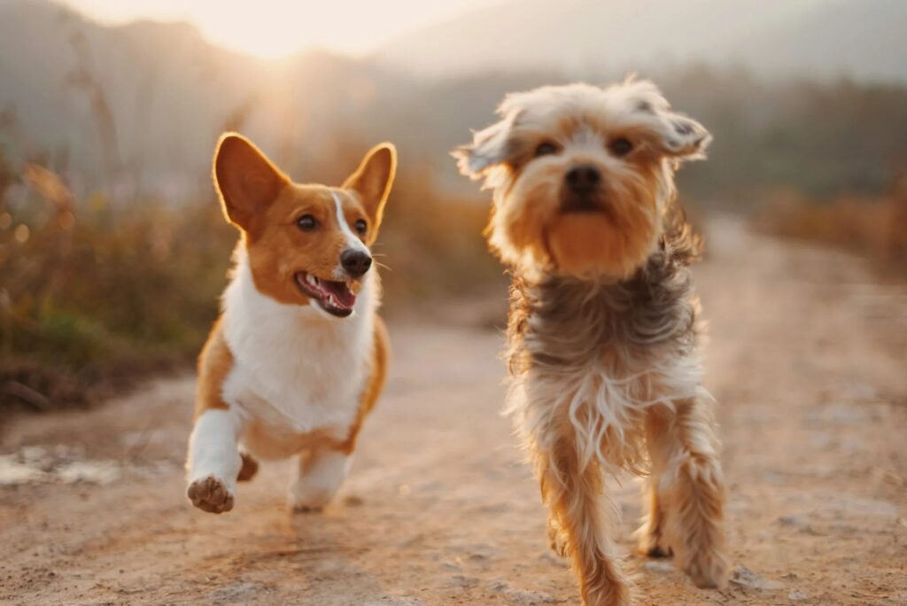 How Pet Memorial Products Help Kids Learn About Love, Loss, and Emotional Resilience