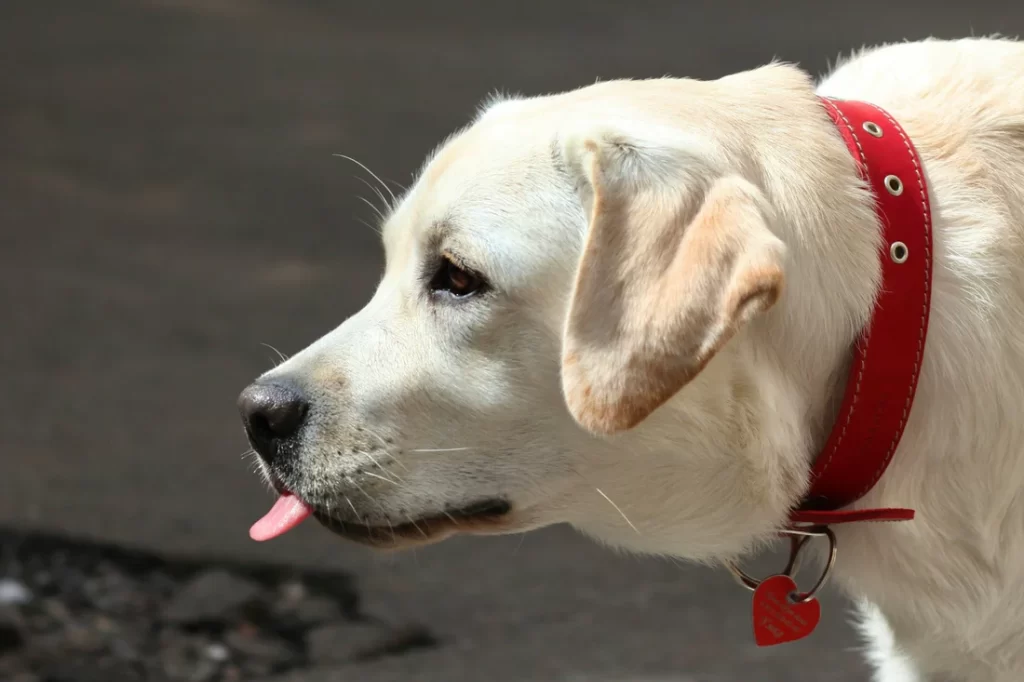 Know How Reflective Dog Leash And Collar Sets Improve Safety In Urban And Rural Areas