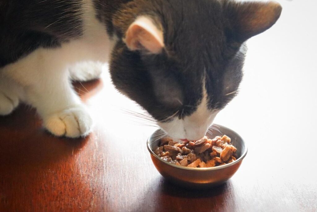 Where to Buy Cat Canned Food: A Comprehensive Guide