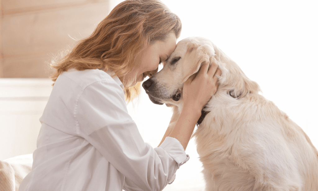 Caring for your beloved pets at home with compassion and comfort