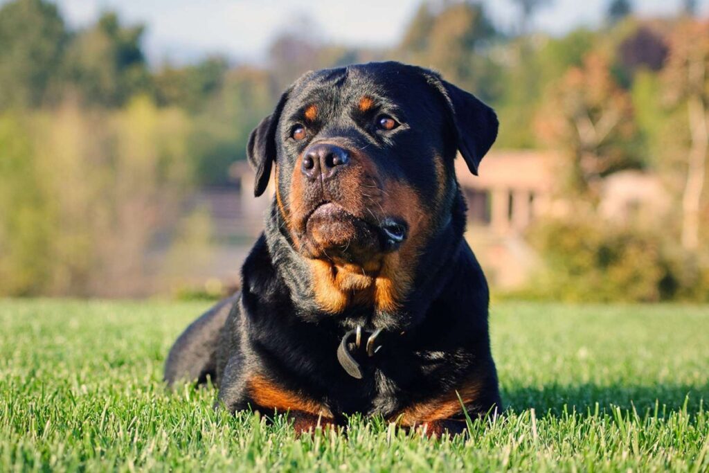 Dog – The Loyalist of All