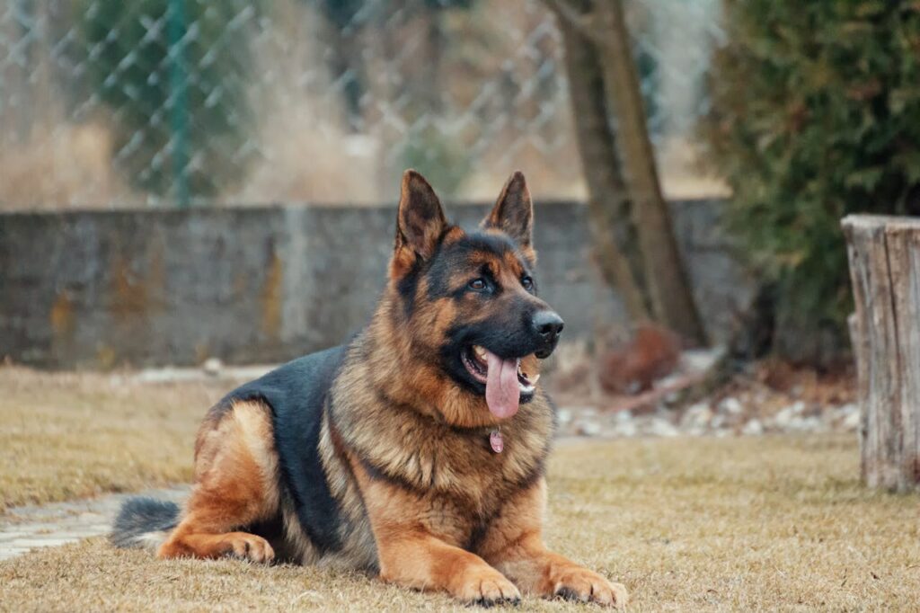 DDR German Shepherd, the Ultimate Personal Protection Dog