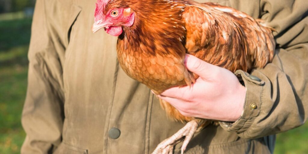 Is Keeping Chickens Right for Your Lifestyle?