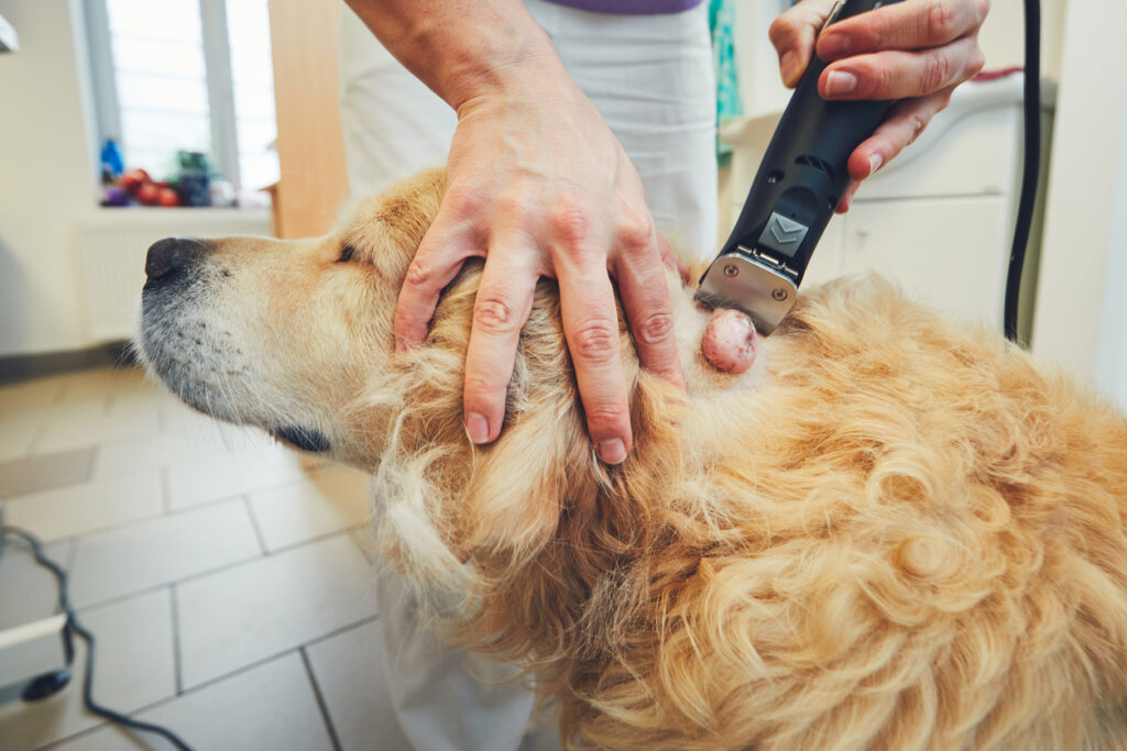 Dog cysts and skin lumps: what owners should know
