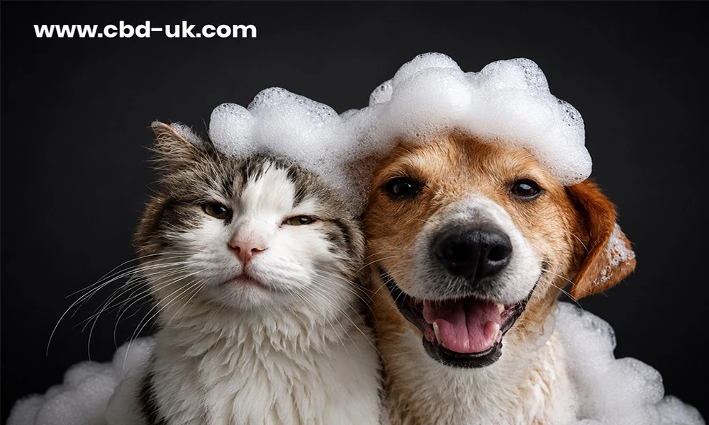 The One Ingredient in Pet CBD That Hardly Anybody Talks About