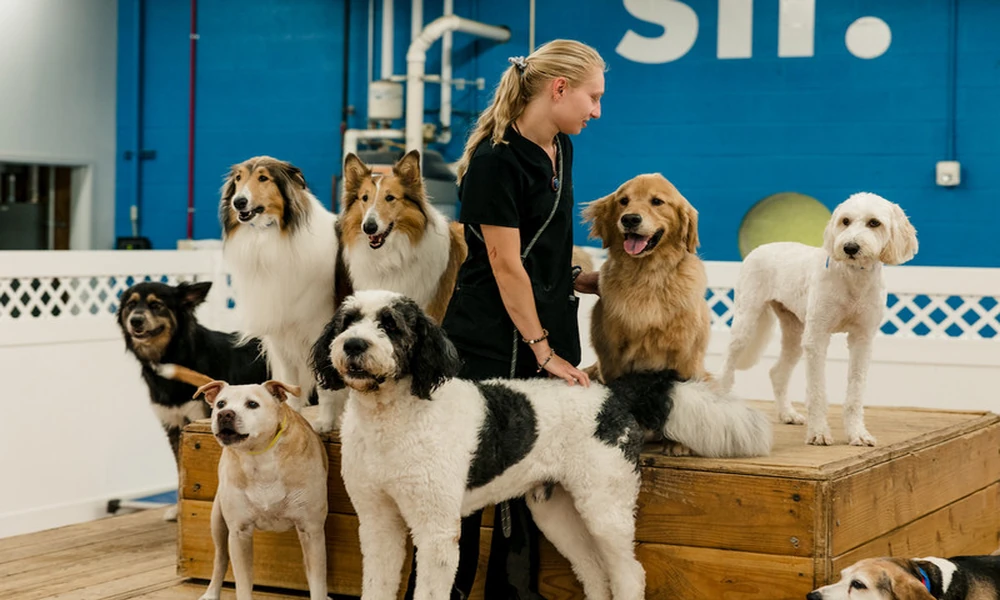 Benefits Of Daily Social Interaction Through Professional Dog Daycare Services