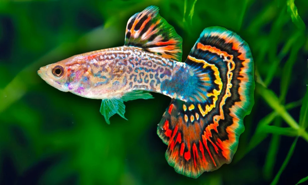 Top 10 Tips for Buying Guppy Fish for Sale