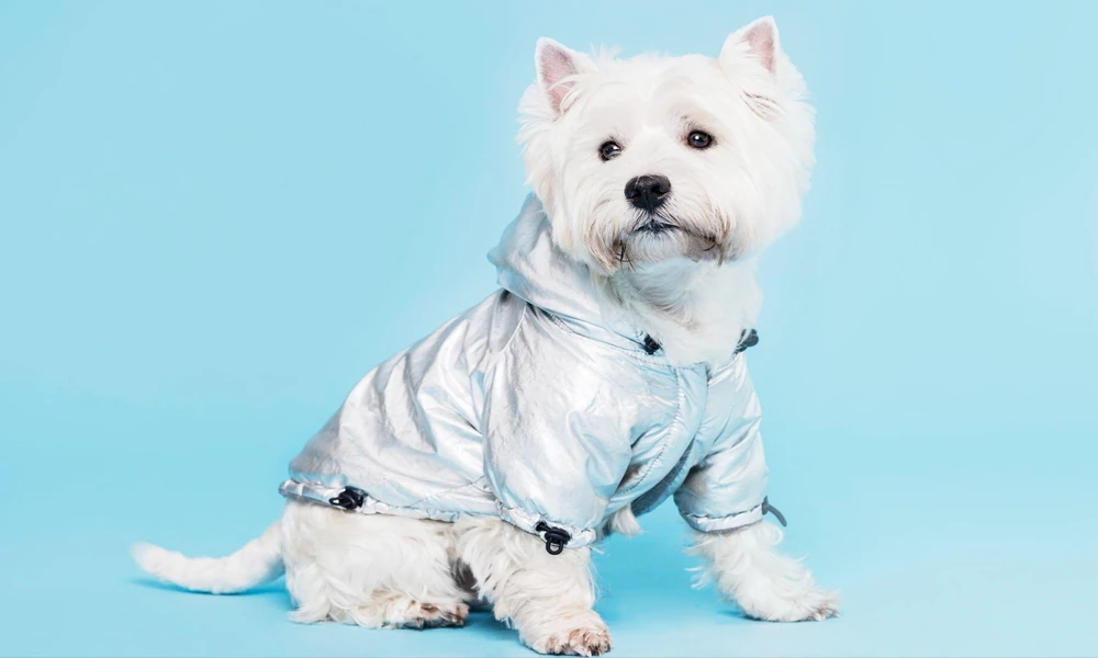 Pet Raincoat Guide for Comfortable Rainy Day Walks